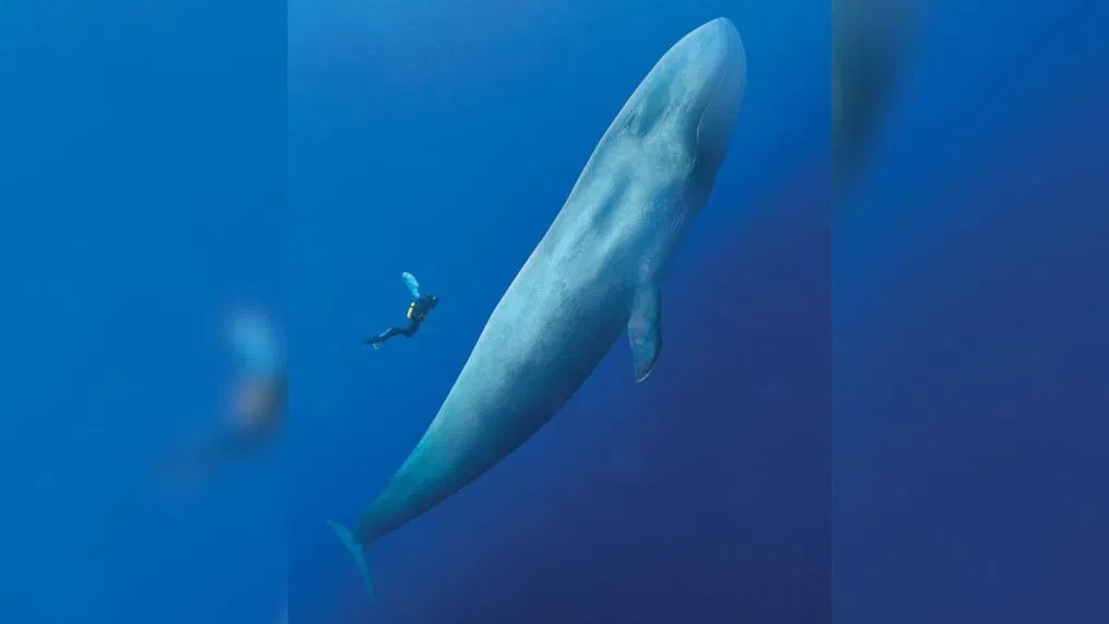 BLUE WHALE